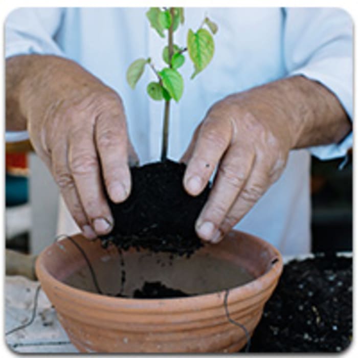 En Una Pequeña Maceta De Arcilla Expandida Para Plantas. Concepto De  Trasplante De Plantas Imagen de archivo - Imagen de crecimiento, material:  216726669