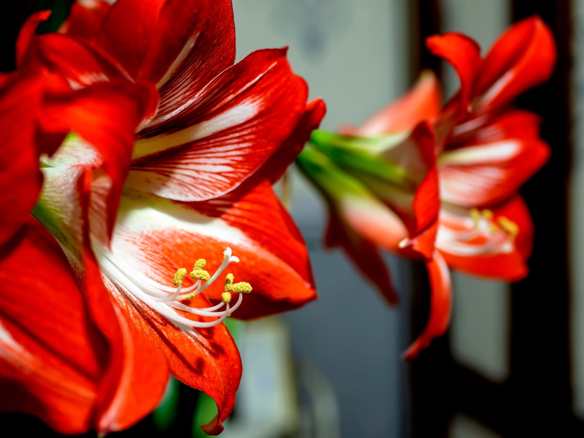 Amarilis, la flor del invierno - Fronda Centros de Jardinería