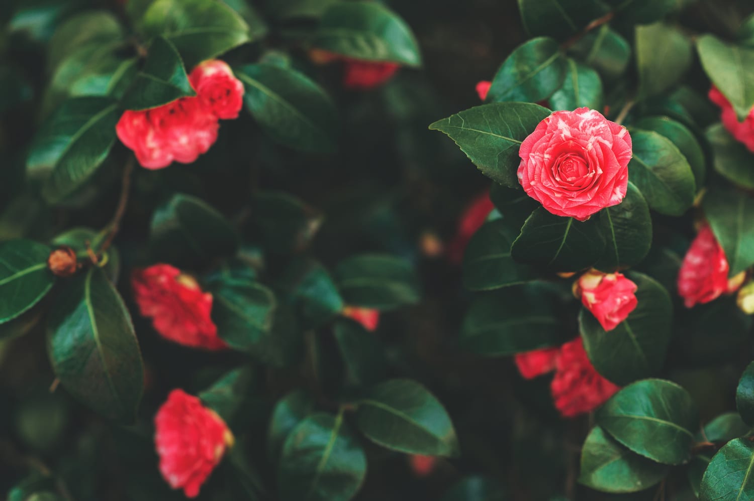 Camelias - Fronda Centros de Jardinería