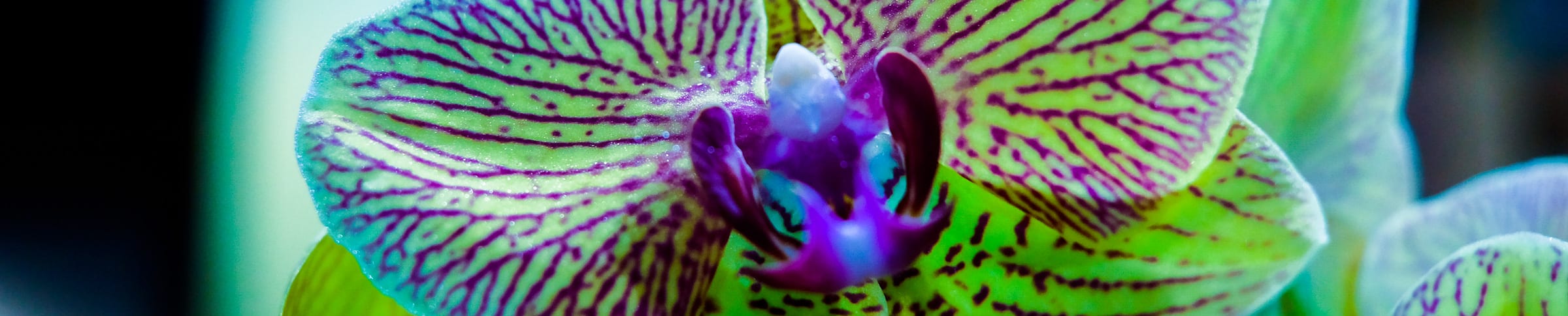 Cuidados de la Orquídea Vanda - Fronda Centros de Jardinería