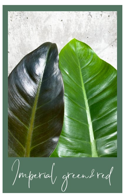 Philodendrons imperial green