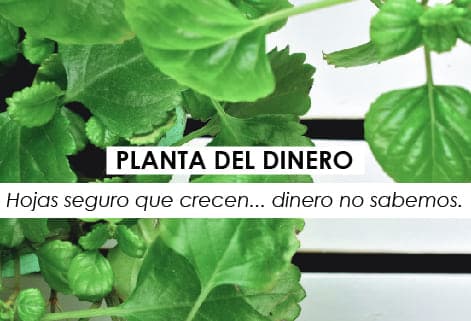 Planta del dinero