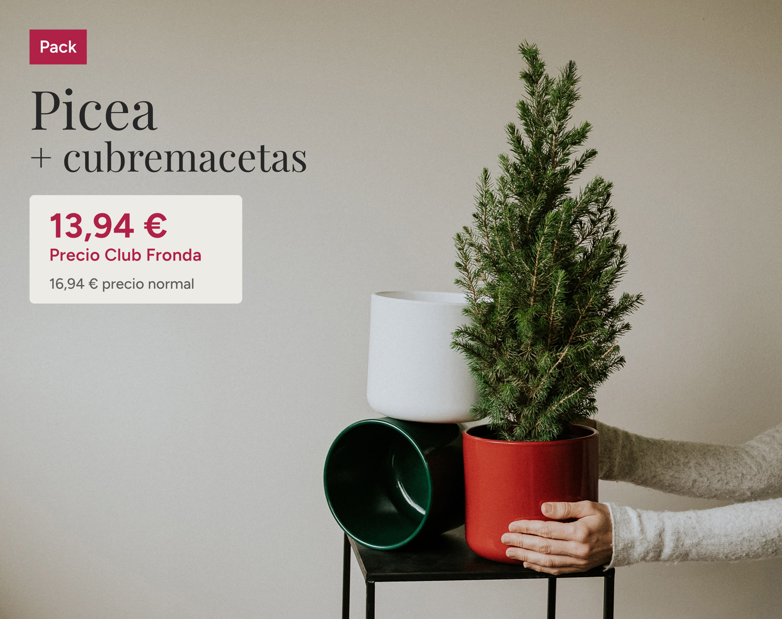 Flor de pascua Poinsettia con cubremaceta