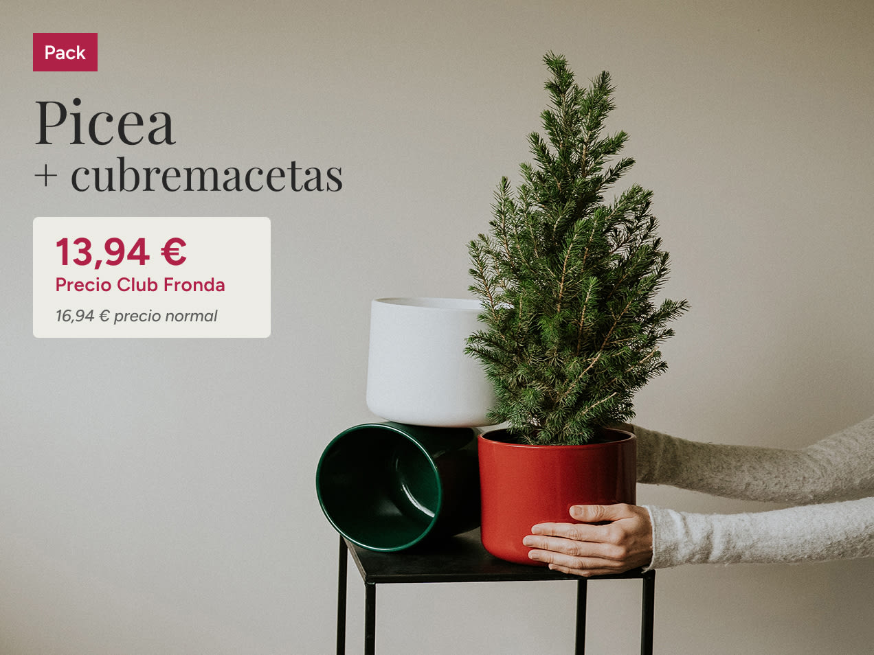 Árbol de Navidad Picea con cubremaceta
