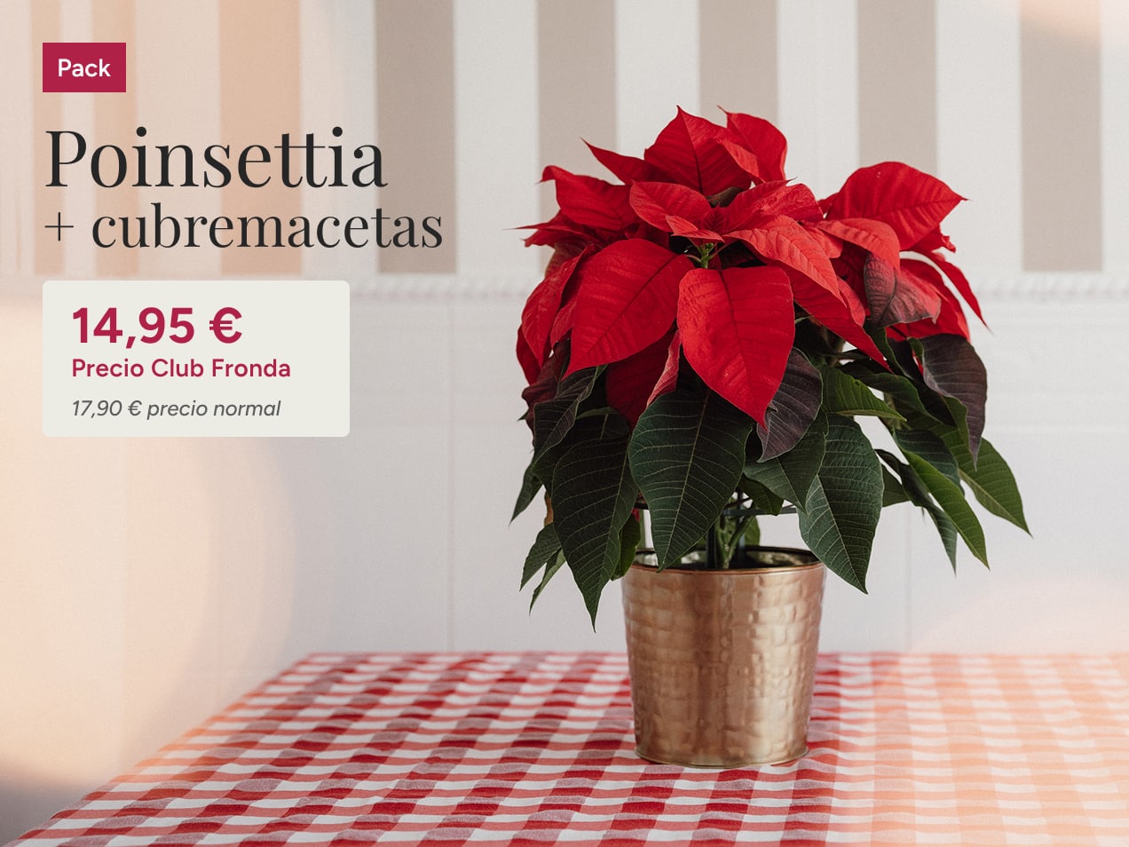 Flor de pascua Poinsettia con cubremaceta