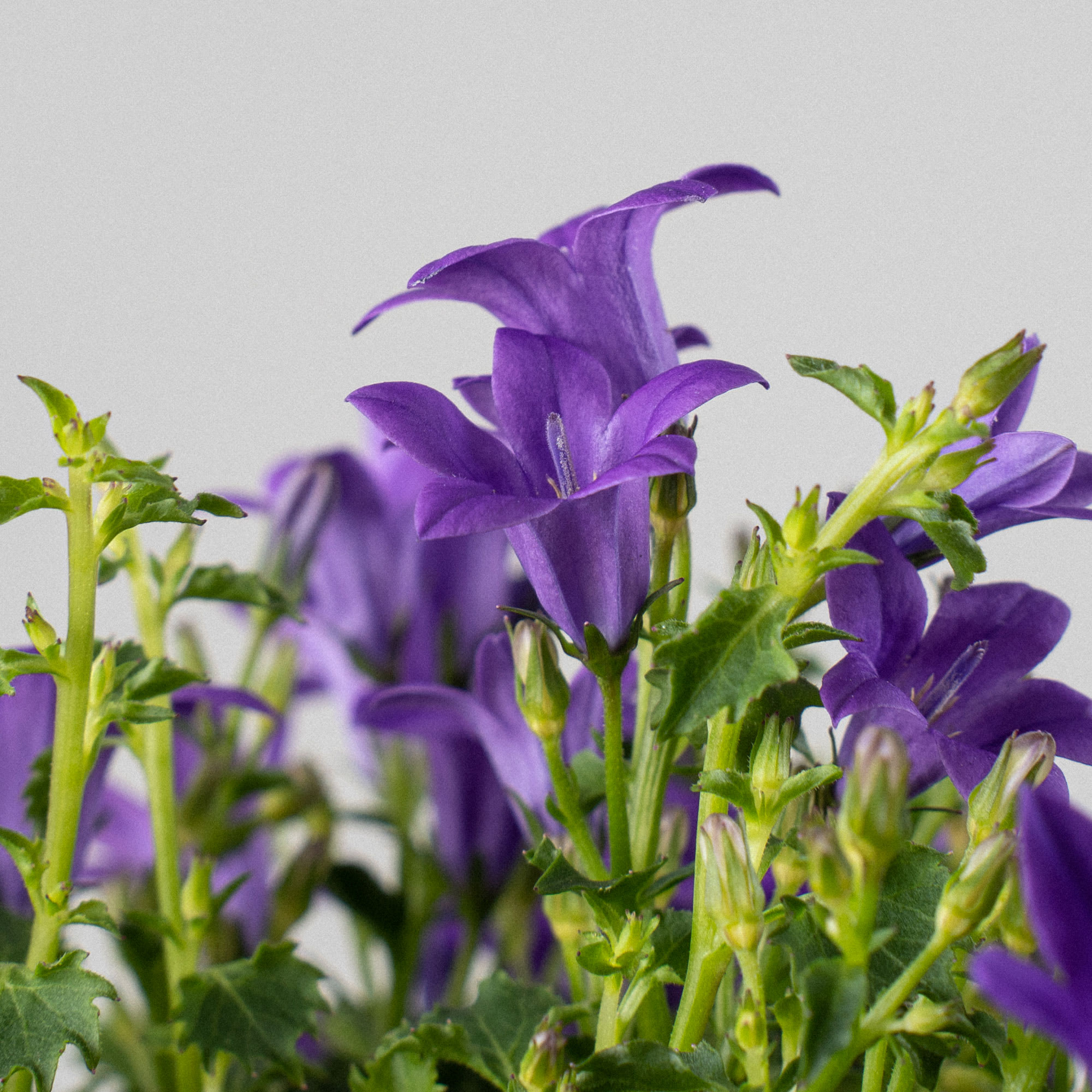 (campanula carpatica) |