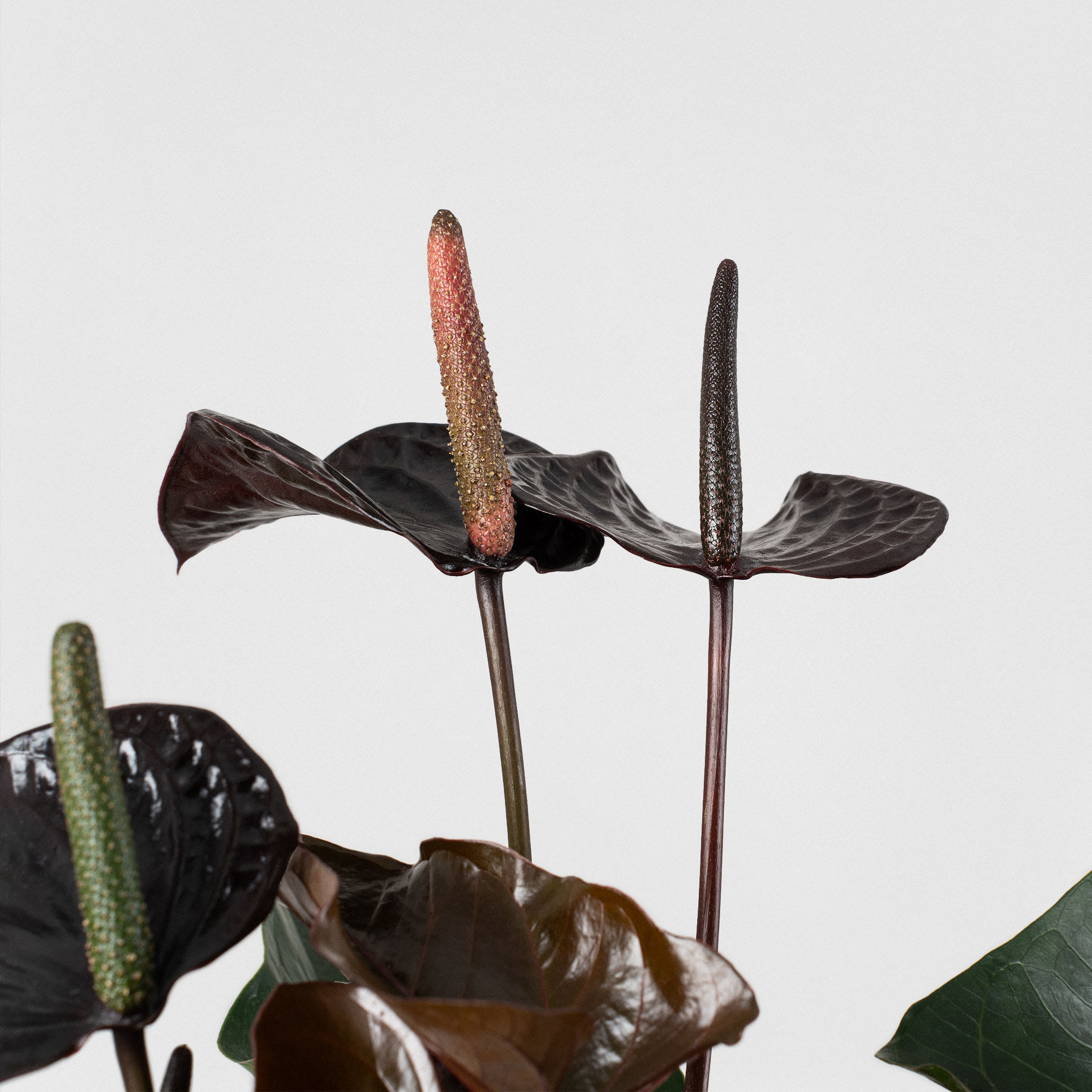 【週末セール】Anthurium 'ロムズブラック'実生 週末セール】Anthurium ´ロムズブラック´実生