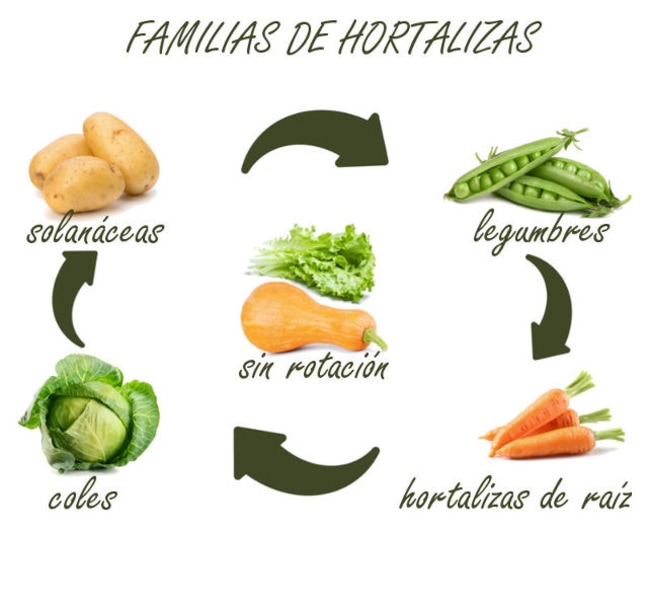 Infografía de familias de hortalizas