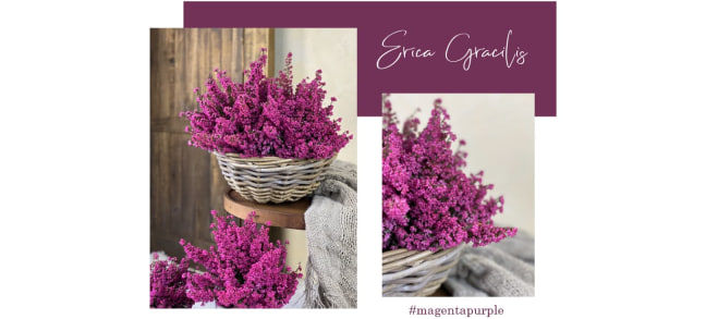 Erica Gracilis