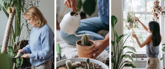 Personas regando plantas