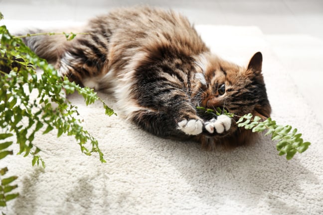 Gato jugando con plantas
