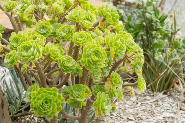 Aeonium