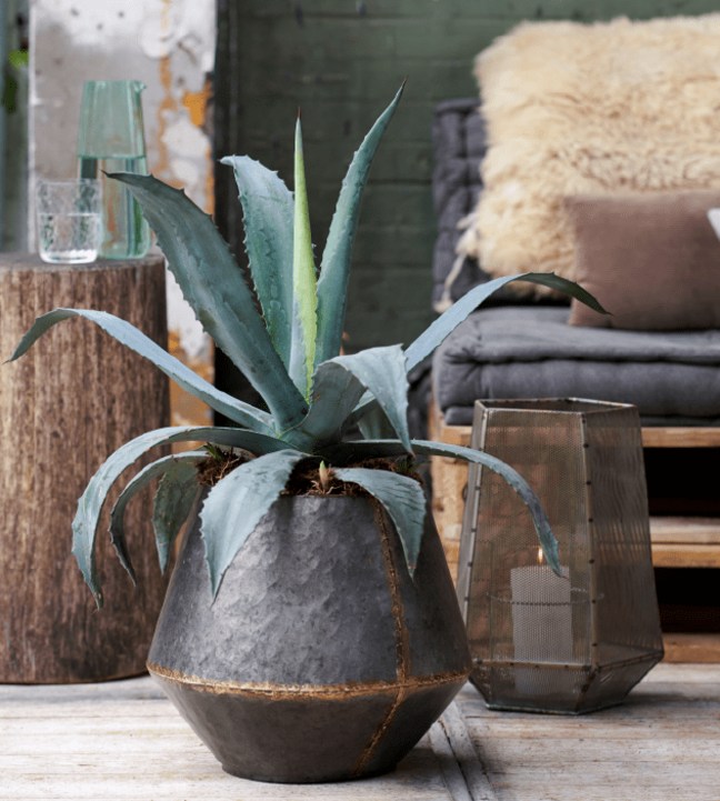 Agave