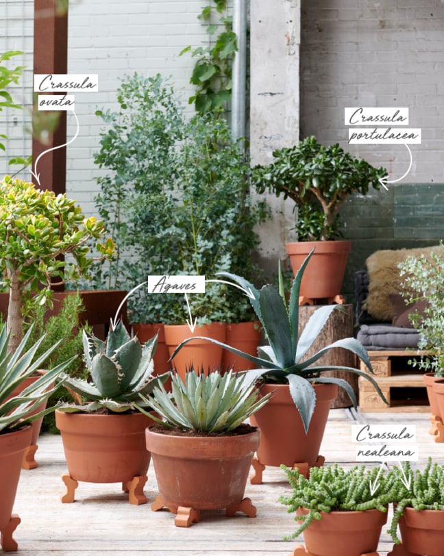 Conjunto de plantas