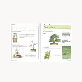Libro El ABC del Bonsai