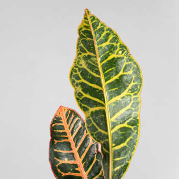 Codiaeum variegatum 'Petra'