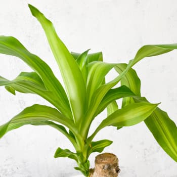Dracaena fragrans 'Massangeana'