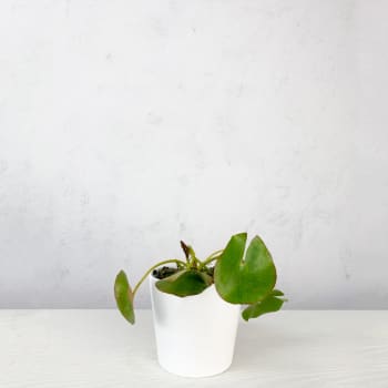 Nenúfar Nymphaea alba - Planta aguas profundas de estanque