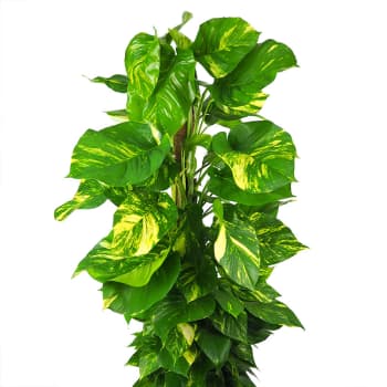 Potho - con tutor (Epipremnum aureum)
