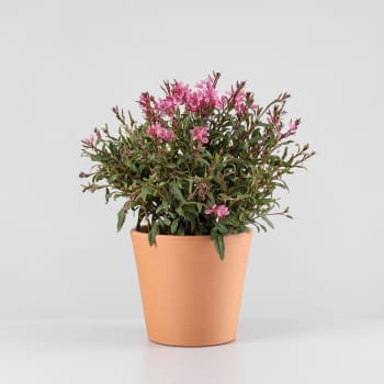 Gaura (Oenothera lindheimeri)