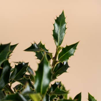 Ilex aquifolium 'Alaska' (Acebo)