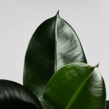 Ficus 'Robusta'