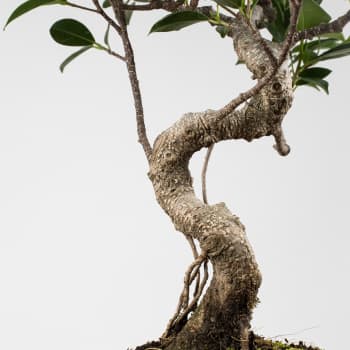 Bonsai Higuera de la India (Ficus retusa)