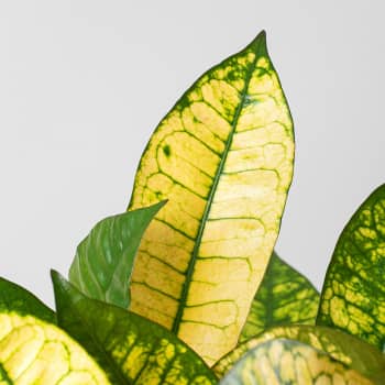Croton variegatum 'Mrs. Iceton'