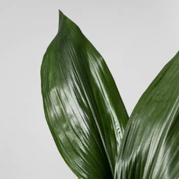 Aspidistra