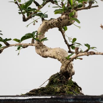 Bonsai Carmona (Ehretia microphylla)