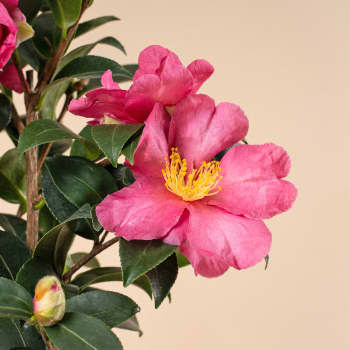 Camelia de Navidad (Sasanqua)