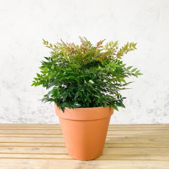 Nandina domestica 'Gulf Stream'