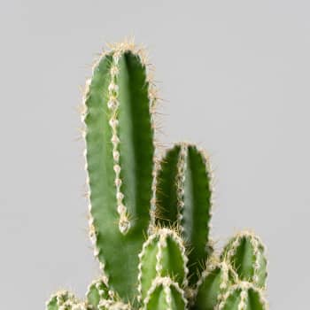 Cactus Cereus peruvianus