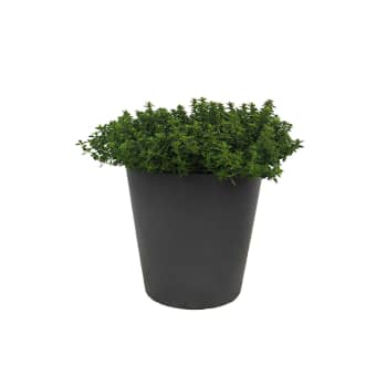 Tomillo limón (thymus × citriodorus) - Planta aromática