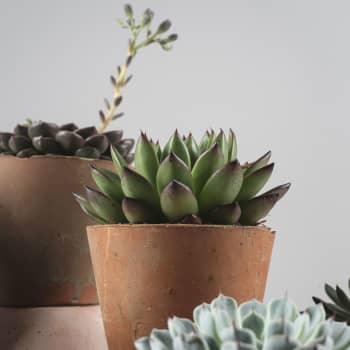 Echeveria (variadas)