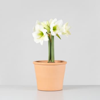 Amarilis (hippeastrum)