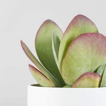 Kalanchoe thyrsiflora
