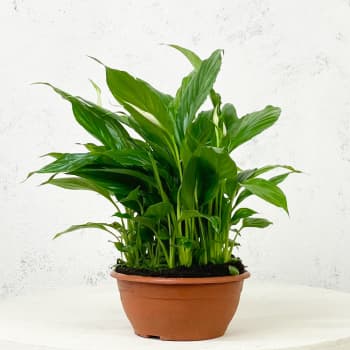 Espatifilo (spathiphyllum)