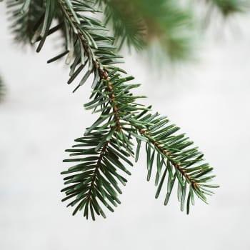 Árbol de Navidad Natural Nordmanniana (enraizado)