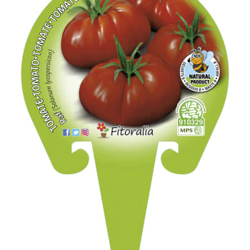 Tomate raf - Planta de huerto