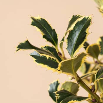 Ilex aquifolium 'Argentea Marginata' (Acebo)