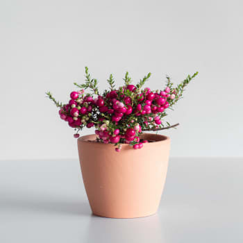 Gaultheria mucronata - Pernettya