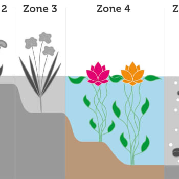 Nenúfar Nymphaea hollandia - Planta aguas profundas de estanque