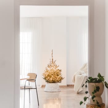 Árbol de Navidad Natural Excelsa (semi-enraizado)