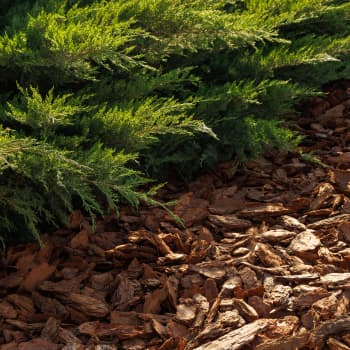 Corteza de pino Inferco