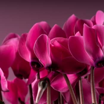 Cyclamen 'Super Serie Allure' rosa
