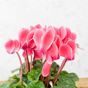 Cyclamen flameado