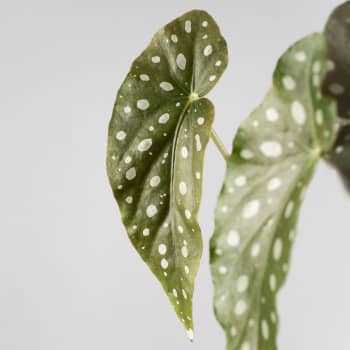 Begonia maculata 'Wightii'