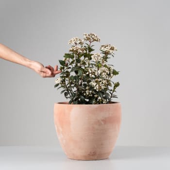 Viburnum tinus (Durillo Común)