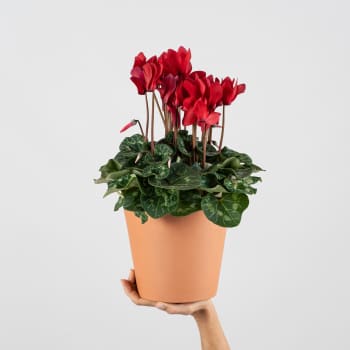 Cyclamen 'Super Serie XL' rojo